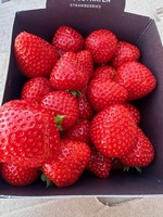 belgium strawberry